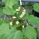 Catalpa Flavescens