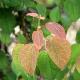 Cercidiphyllum japonicum Strawberry