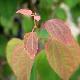 Cercidiphyllum japonicum Strawberry