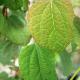 Cercidiphyllum japonicum Strawberry