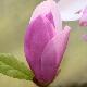 Magnolia Pinkie