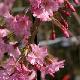 Cerisier du Japon Fukubana