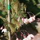 Styrax du Japon � fleurs roses