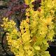 Berberis fastigi� Maria
