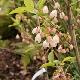 Halesia � fleurs roses