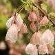 Halesia � fleurs roses