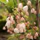 Halesia � fleurs roses