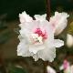 Azal�e du Japon White Prince