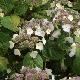 Hortensia  � fleurs plates Shojo
