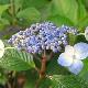 Hortensia  � fleurs plates Shojo