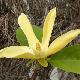 Magnolia Daphn�