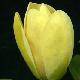 Magnolia Yellow Bird