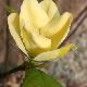 Magnolia Yellow Bird