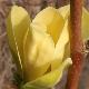 Magnolia Yellow Bird