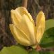 Magnolia Yellow Bird