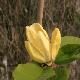 Magnolia Yellow Bird