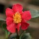 Cam�lia d'automne Yuletide