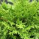Cypr�s hinoki Pygmea