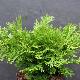 Cypr�s hinoki Pygmea