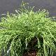 Chamaecyparis Filifera Nana