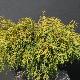 Chamaecyparis Sungold