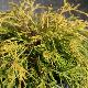 Chamaecyparis Sungold