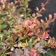 Berberis pourpre nain 