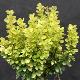 Berberis Golden Rocket