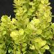 Berberis Golden Rocket