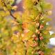 Berberis Golden Rocket