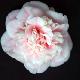 Cam�lia du Japon Mme Cormerais Bahuaud