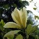 Magnolia Elisabeth