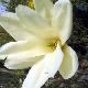 Magnolia Elisabeth