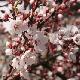 Cerisier � fleurs Hessei