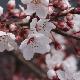 Cerisier � fleurs Hessei