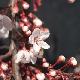 Cerisier � fleurs Hessei