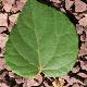 Idesia polycarpa