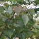 Idesia polycarpa