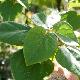 Idesia polycarpa