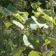 Idesia polycarpa