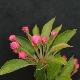 Pommier � fleurs Adirondack