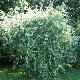 Poirier pleureur � feuilles de saules