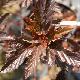 Physocarpe Red Baron