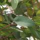 Eucalyptus melliodora 