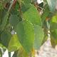 Eucalyptus melliodora 