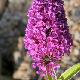  Buddleia Tutti Fruitti 