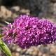  Buddleia Tutti Fruitti 