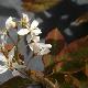 Am�lanchier Princesse Diana