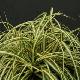 Carex Evergold
