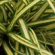 Carex Evergold